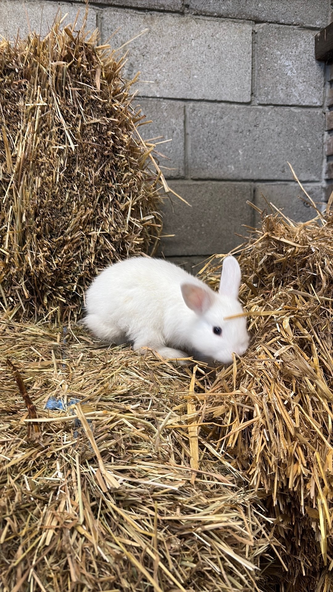 Jonge konijnen te koop, Dieren en Toebehoren, Konijnen