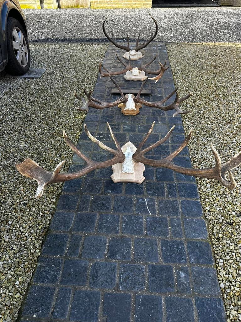 Herten gewei schedel, Antiek en Kunst, Ophalen