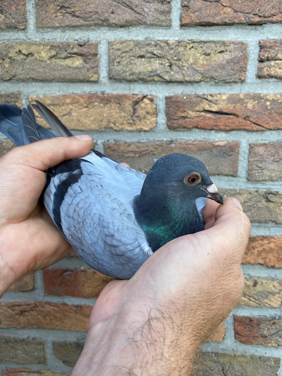 Hooymans poule 2026, Femelle, Pigeon voyageur