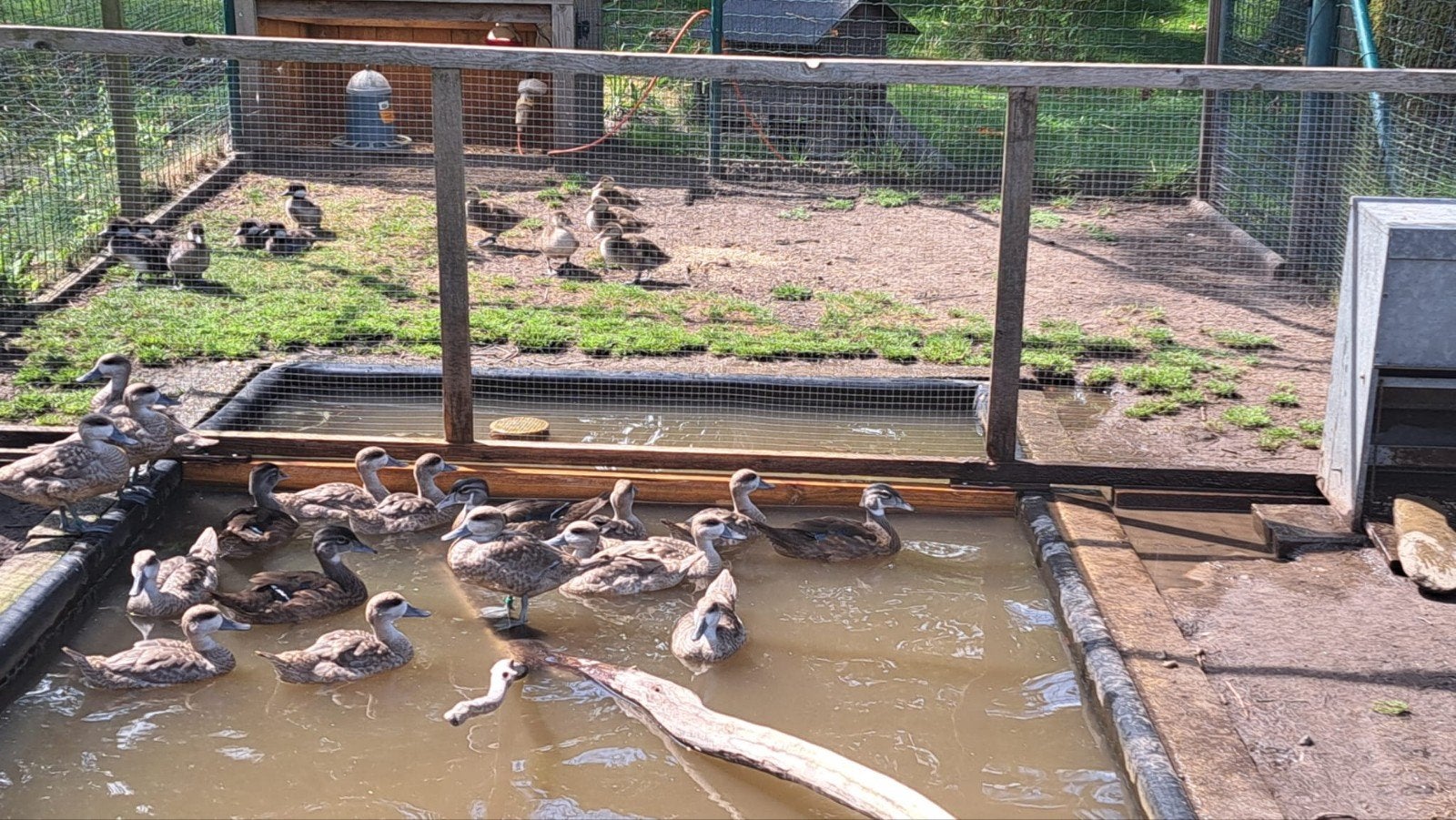 Marmertaling, carolina,krooneend,brilduiker,kuifeend, Dieren en Toebehoren, Pluimvee