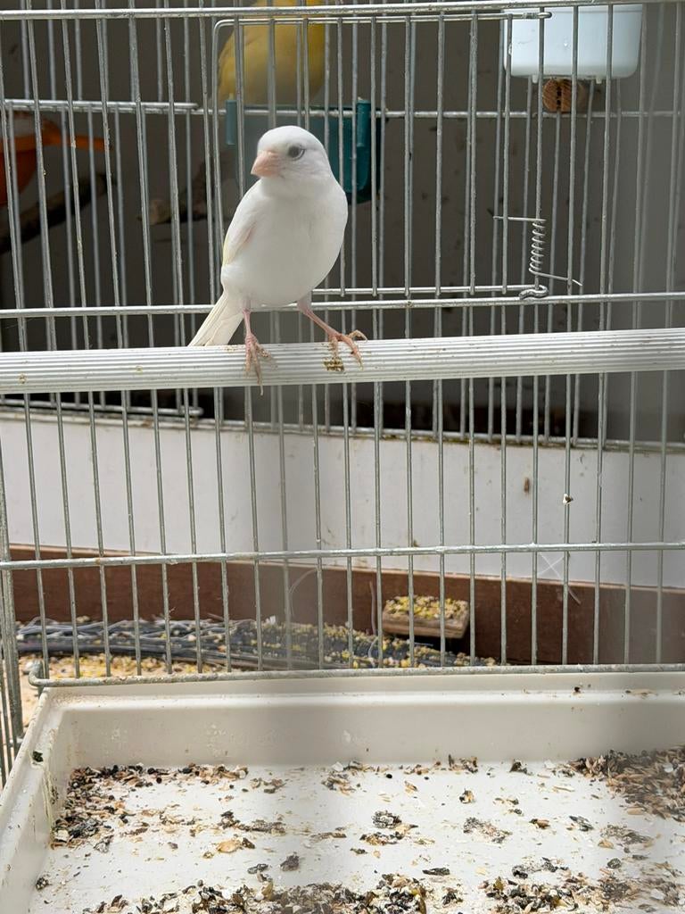 Raza kanarie