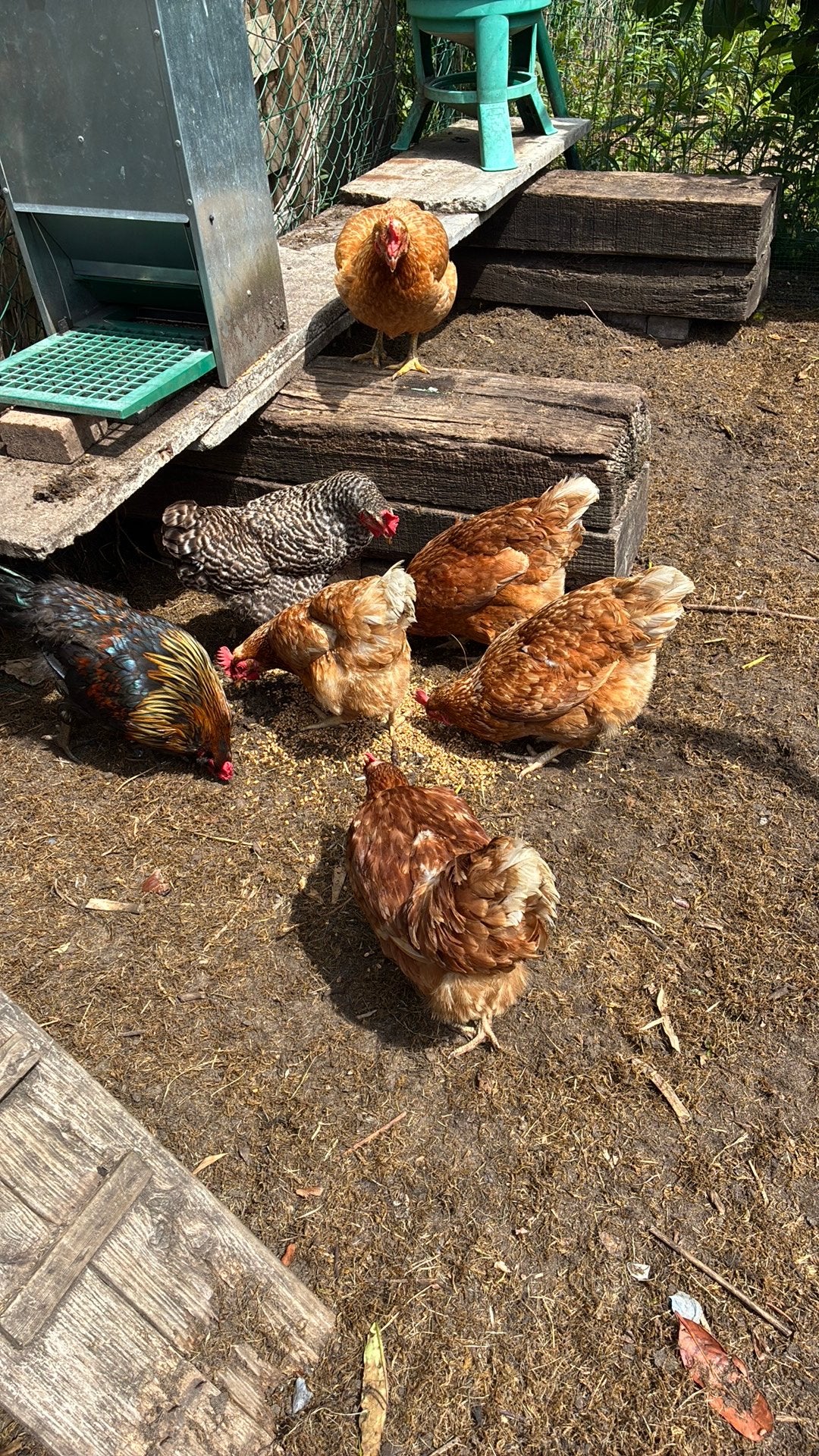 Kippen-legkippen, Dieren en Toebehoren, Pluimvee