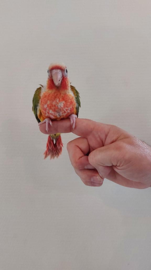 Supertamme vogels, Dieren en Toebehoren, Vogels | Parkieten en Papegaaien, Pratend