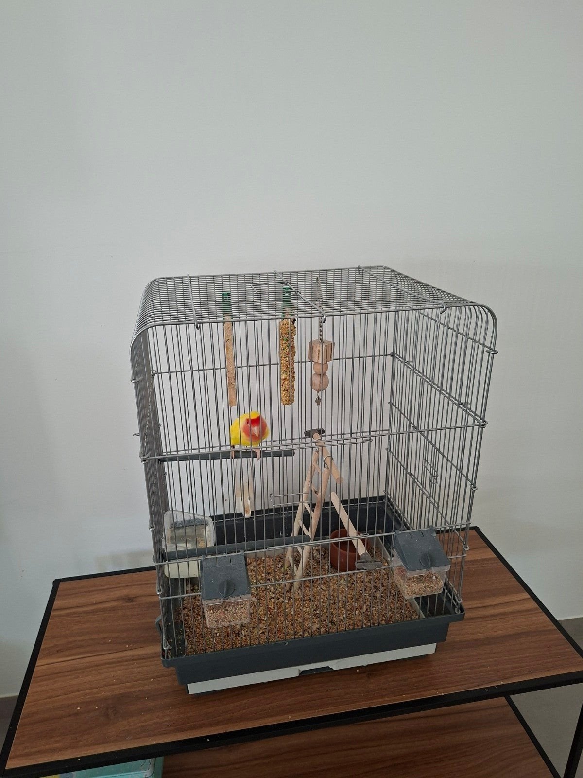 Heel mooie en tamme dwerpapegaai, lovebird, Enlèvement