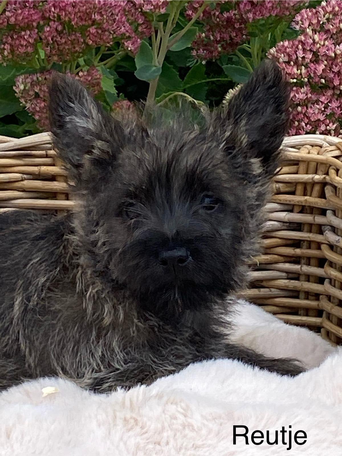 Cairn terrier pups, België, Overige rassen, CDV (hondenziekte), 8 tot 15 weken