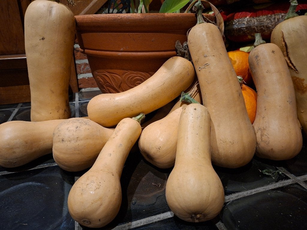 Pompoenen en butternutten bio, Diversen, Ophalen