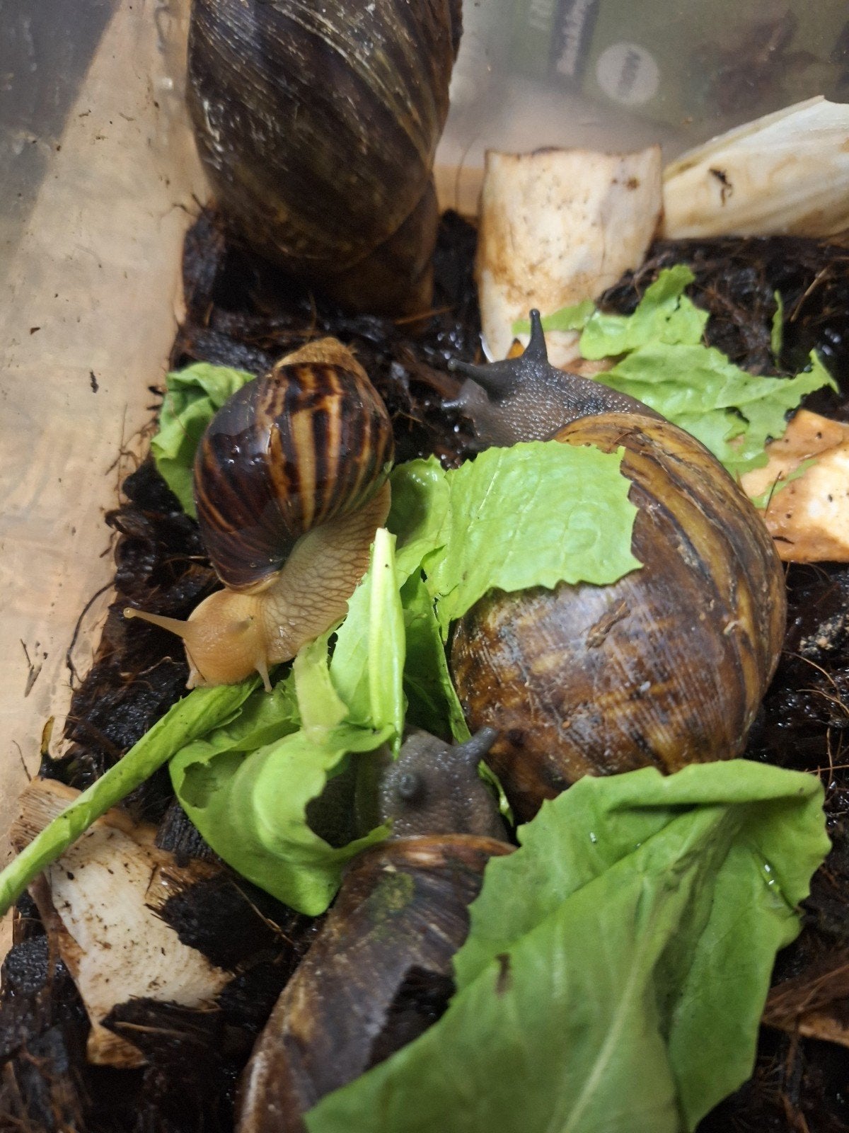 Ghanese tijgerslakken nakweek, jong en volwassen, Met terrarium