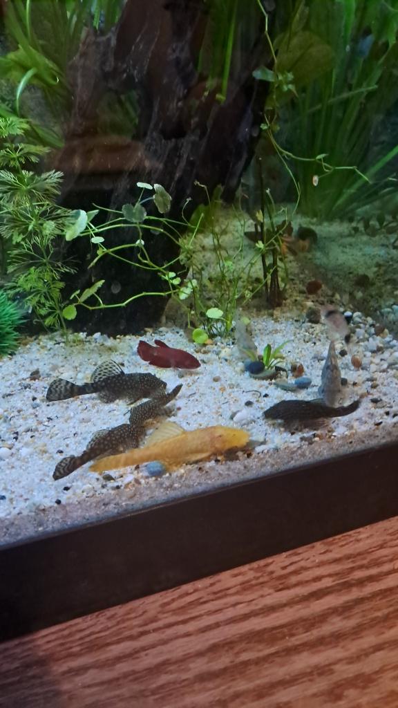 Ancistrus jongen te ruil, Dieren en Toebehoren, Vis, Zoetwatervis