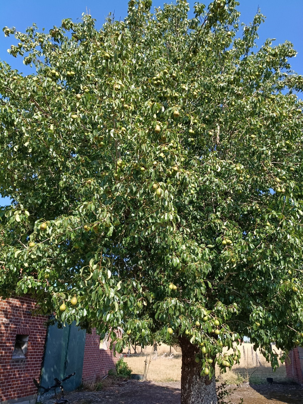 gratis peren., Ophalen