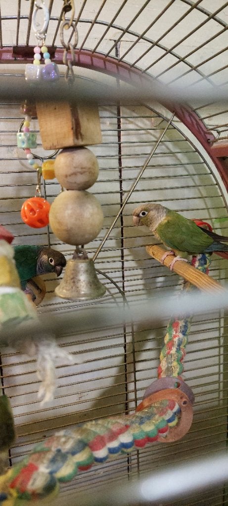 A céder, Plusieurs animaux, Perroquet nain ou Inséparable, Bagué