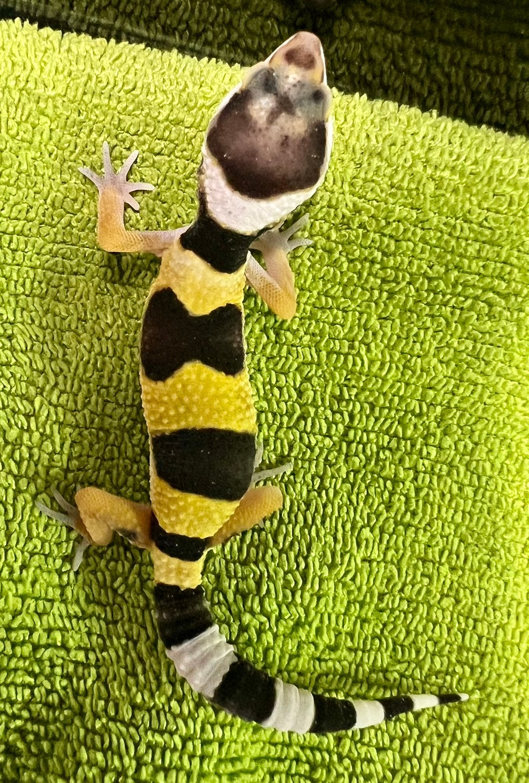Luipaardgekko baby B1, Hagedis, Tam, 0 tot 2 jaar