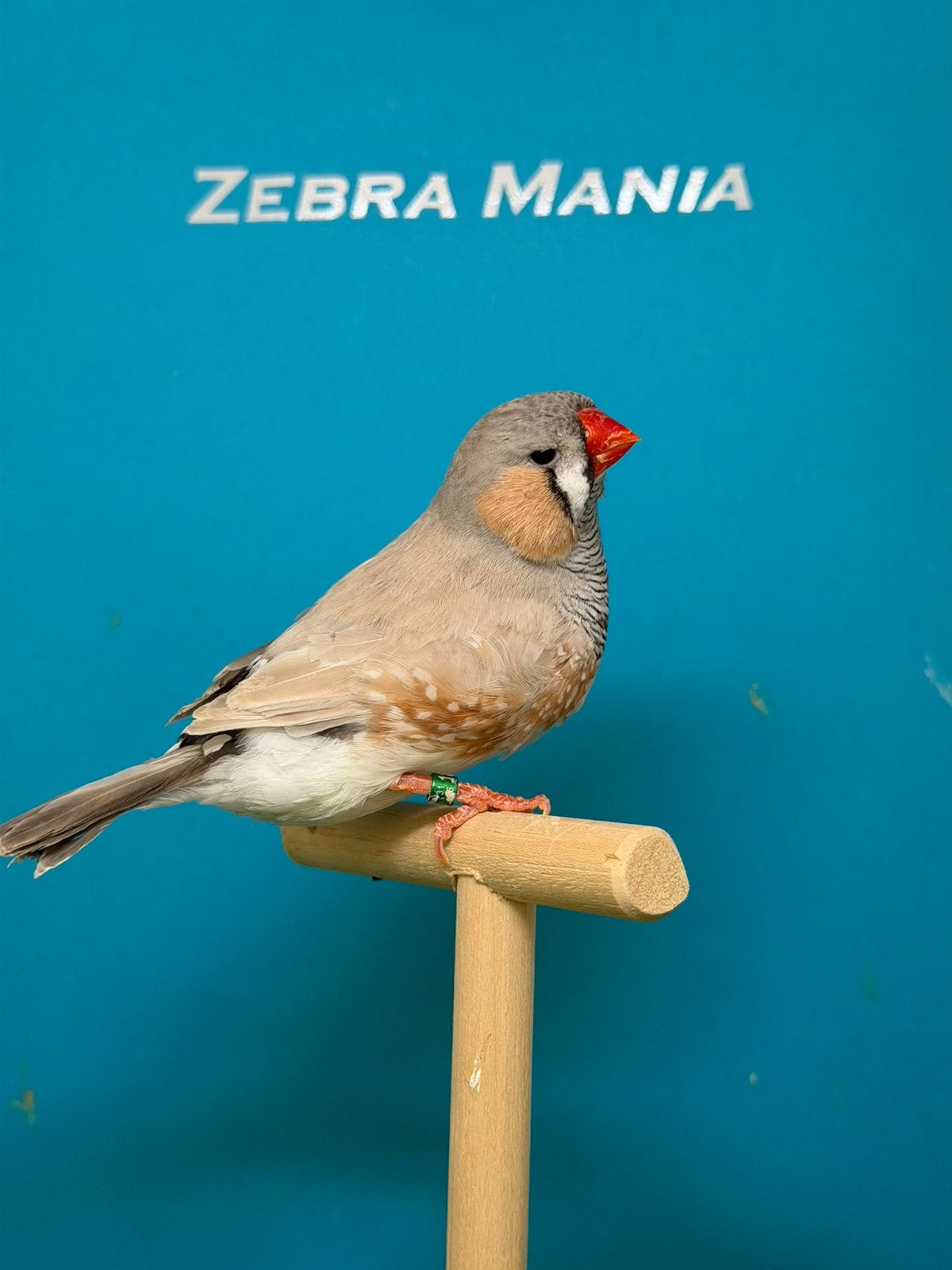 Bleekrug grijze zebravink man tt gericht, Mâle, Oiseau tropical, Bagué