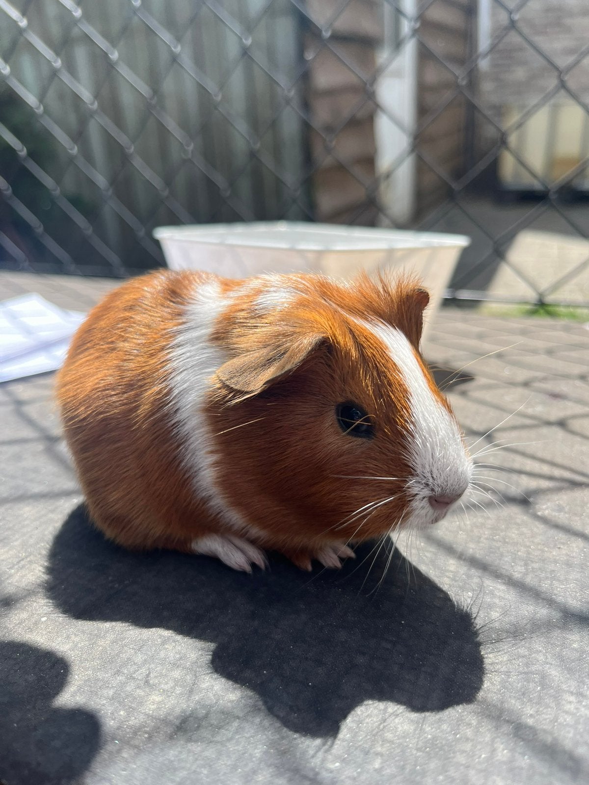 Beertje, Dieren en Toebehoren, Juli, Mannelijk, Cavia