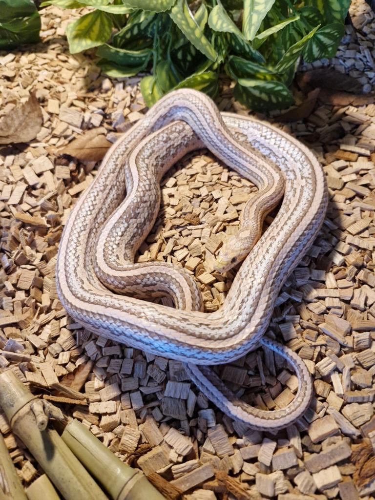 Korenslang, Animaux & Accessoires, Serpent, Domestique