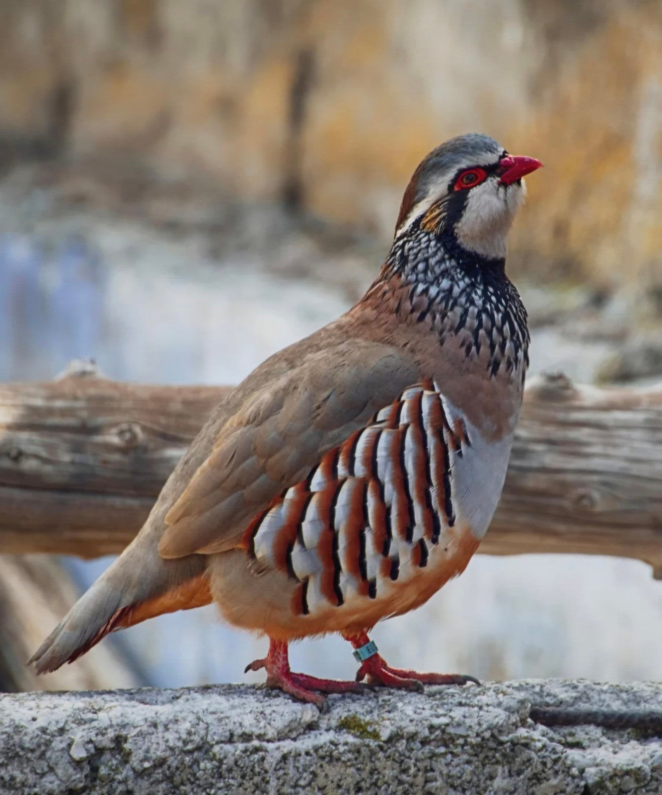 à la recherche de perdrix rouges....gezocht rode patrijzen, Animaux & Accessoires