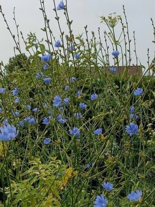 1 grote wilde cichorei plant in pot gestoken,bloei volg jaar, Volle zon, Vaste plant, Zomer, Ophalen