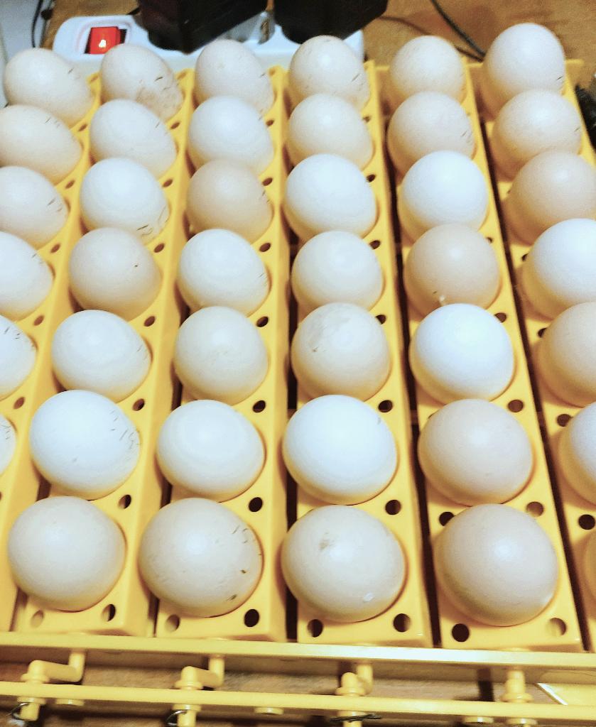 Broedeieren Poule de Bresse, Dieren en Toebehoren, Pluimvee, Kip, Geslacht onbekend