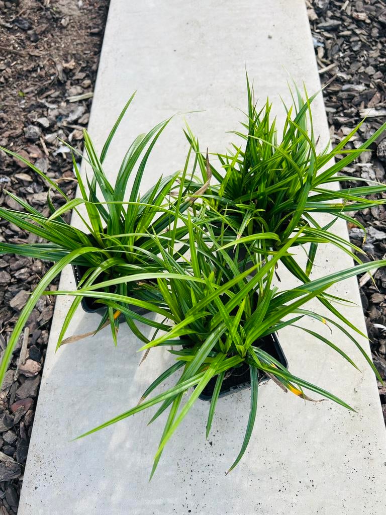 Siergrassen Carex, Ophalen, Siergrassen