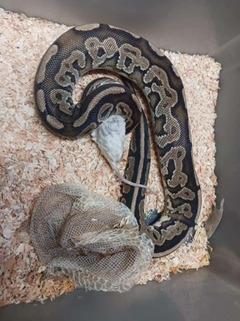 ball pythons Ball Python photo 4