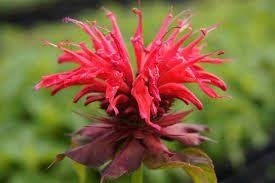 Monarde Cambridge Scarlet, Ophalen, Halfschaduw