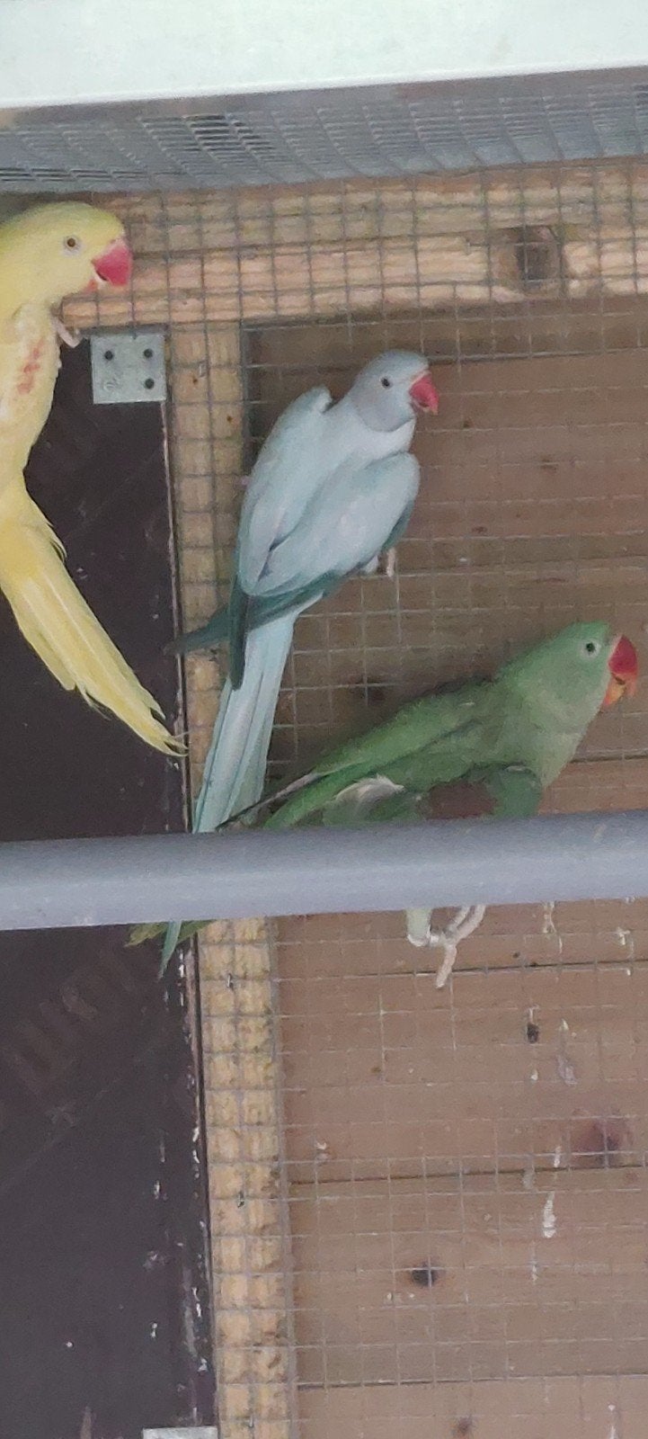 Couple reproducteur de perruches à collier