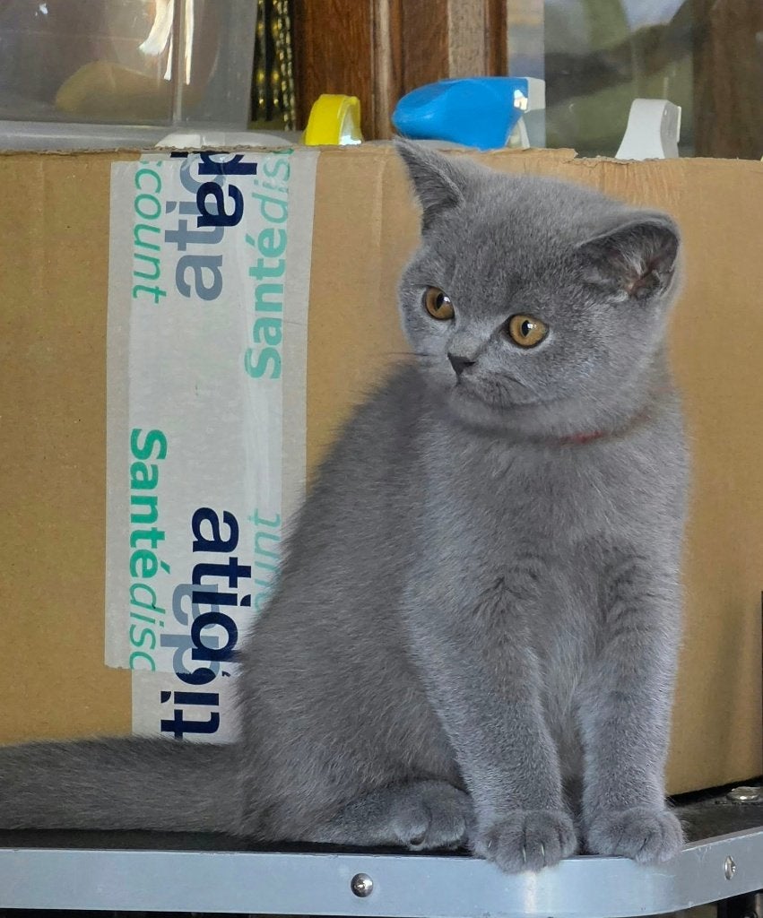 British Shorthair, Chat, Avec pedigree, 0 à 2 ans