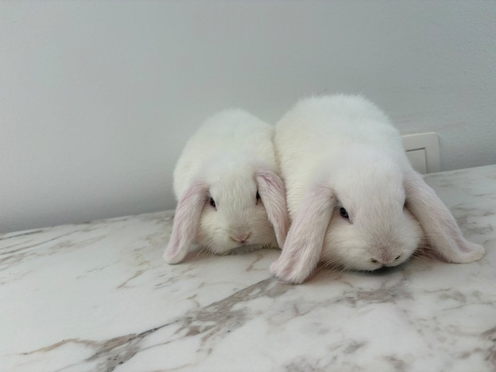 Twee zusjes dwergkonijntjes te koop, Dieren en Toebehoren, Meerdere dieren, Dwerg, Hangoor, 0 tot 2 jaar