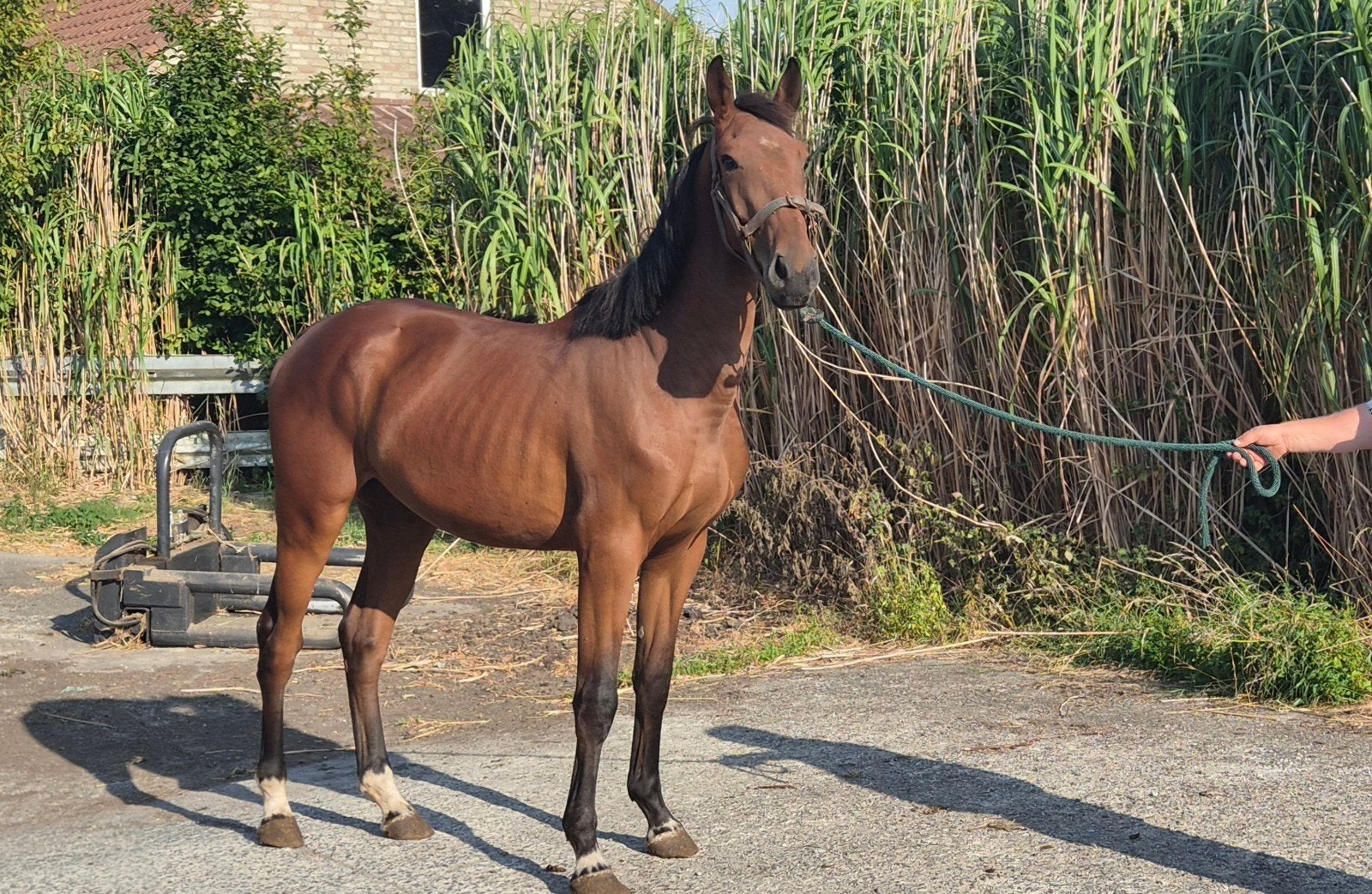 3 jarige ruin uit darco merrie, Animaux & Accessoires, Chevaux, Hongre, Débourré, 160 à 165 cm, Cheval de saut