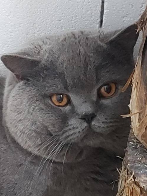 Brits korthaar dekkater    bloed B, Animaux & Accessoires, Chats & Chatons | Chats de race | Poil ras, Chat, 6 ans ou plus, Vacciné