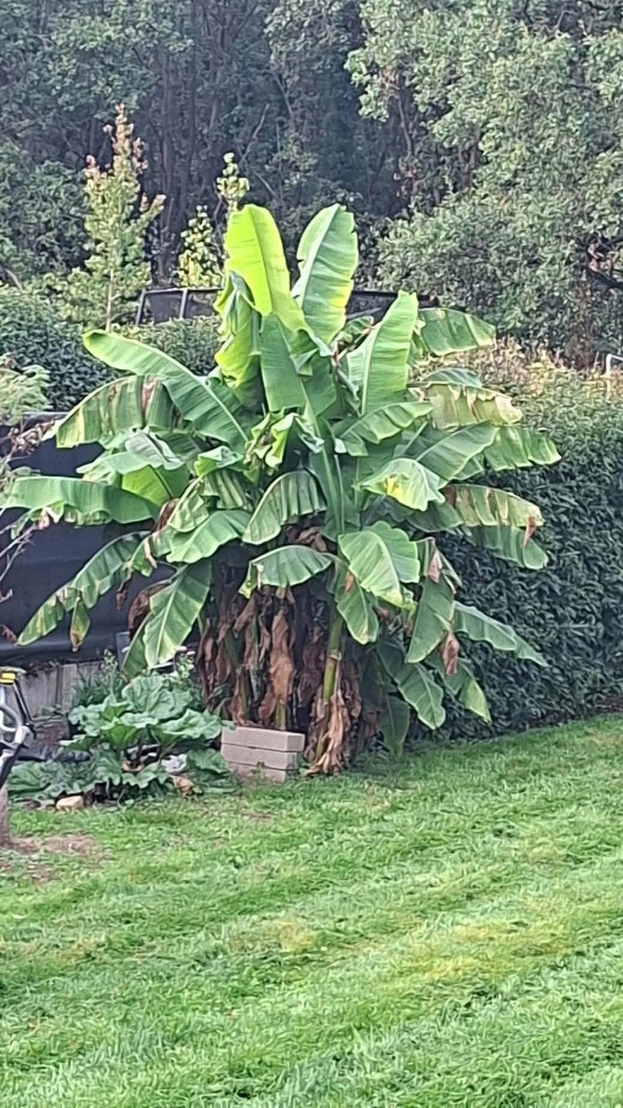 Musa Basjoo, Tuin en Terras, Ophalen