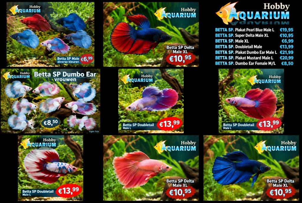 Hobbyaquarium Betta Splendes 35 op voorraad zie fotos, Dieren en Toebehoren, Vis, Zoetwatervis