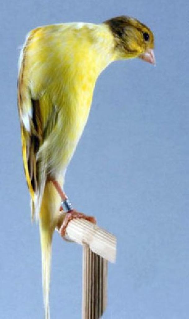 RASkanarie's Yorkshire, Japanse Hoso,..., Dieren en Toebehoren, Vogels | Kanaries