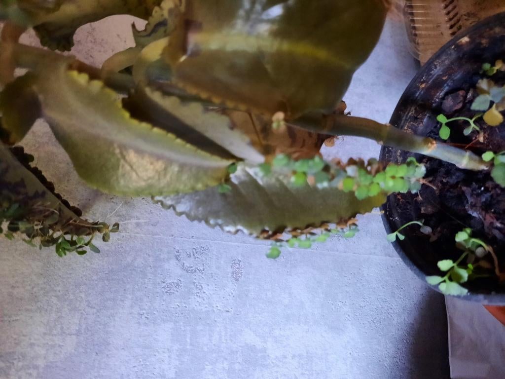 Mother of thousands bladstekjes, Huis en Inrichting, Kamerplanten, Ophalen