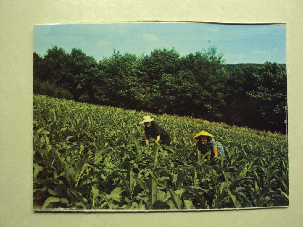 55177 - ROCHEHAUT - PLANTATIONS DE TABAC - ZIE 2 FOTO'S, Verzenden