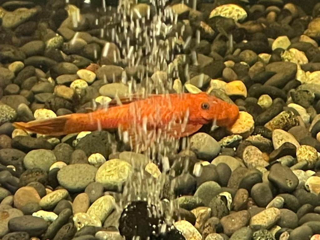 Jonge red short Fins en mix endlers guppy’s, Enlèvement, Comme neuf