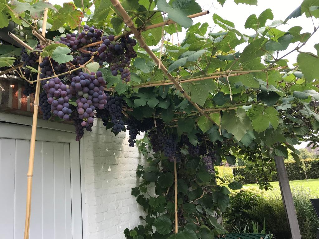 Druivenplanten, Ophalen, Bloeit niet, Vaste plant, Volle zon