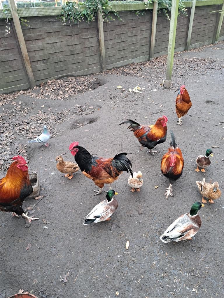 Vorwerk haan en Marans haan