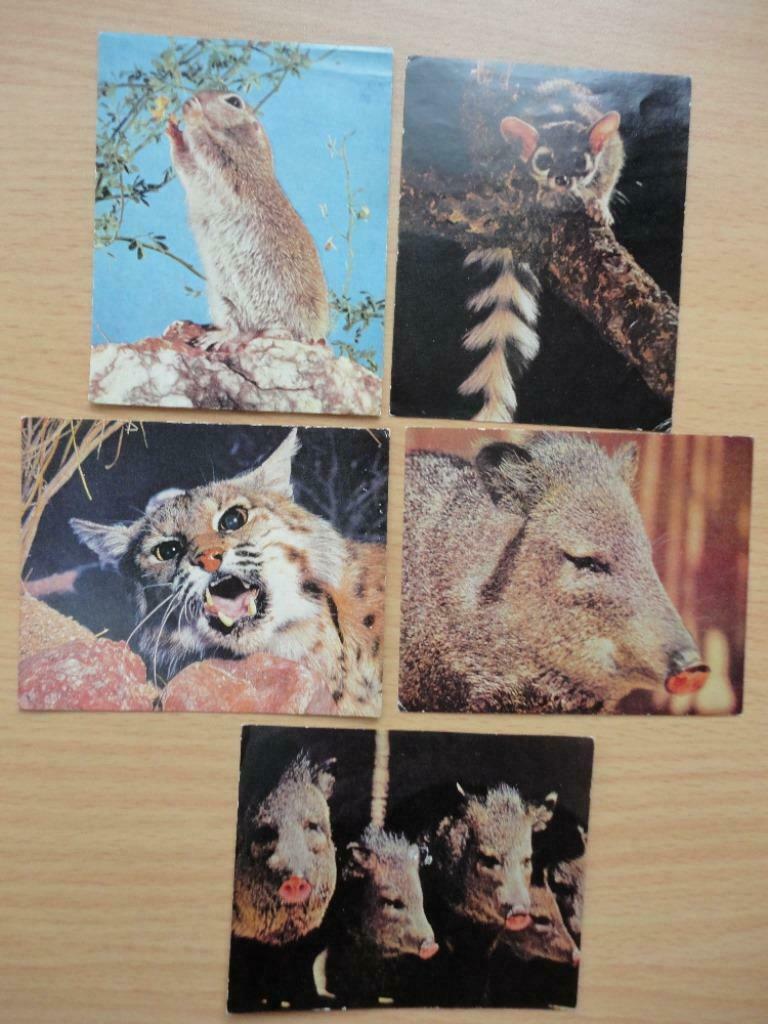 18 images photos - désert vivant ( Couvreur ) walt disney, Collections, Enlèvement ou Envoi, Comme neuf