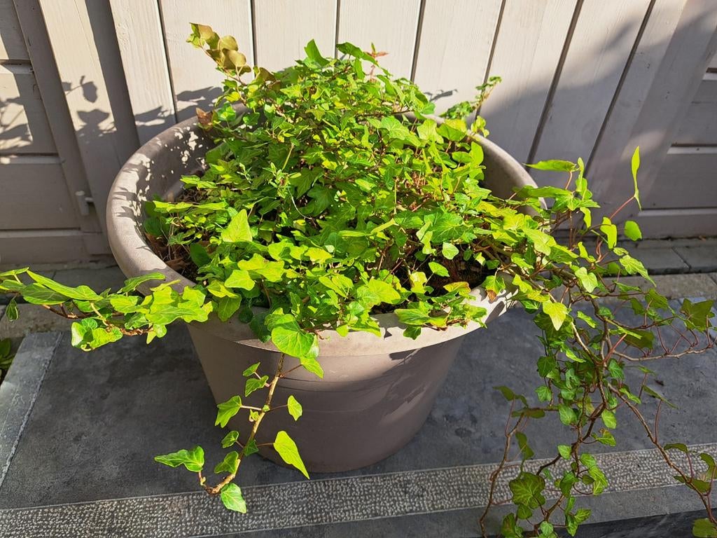 Sierlijke klimop - Hedera Helix in pot, Tuin en Terras, Ophalen, Vaste plant, Klimplanten