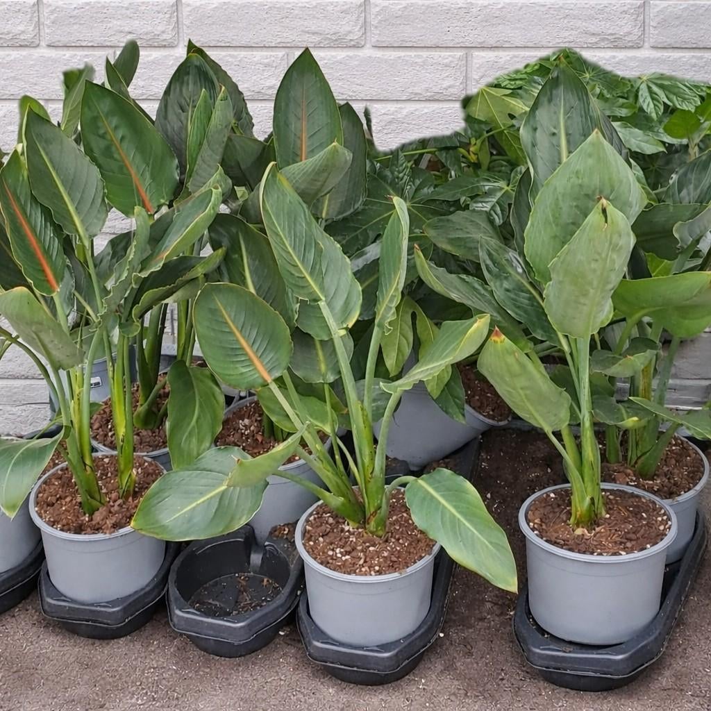 Strelitzia Reginea ( paradijsvogel bloem), Jardin & Terrasse, Plantes | Jardin, Été, Plante fixe, Mi-ombre, Enlèvement ou Envoi