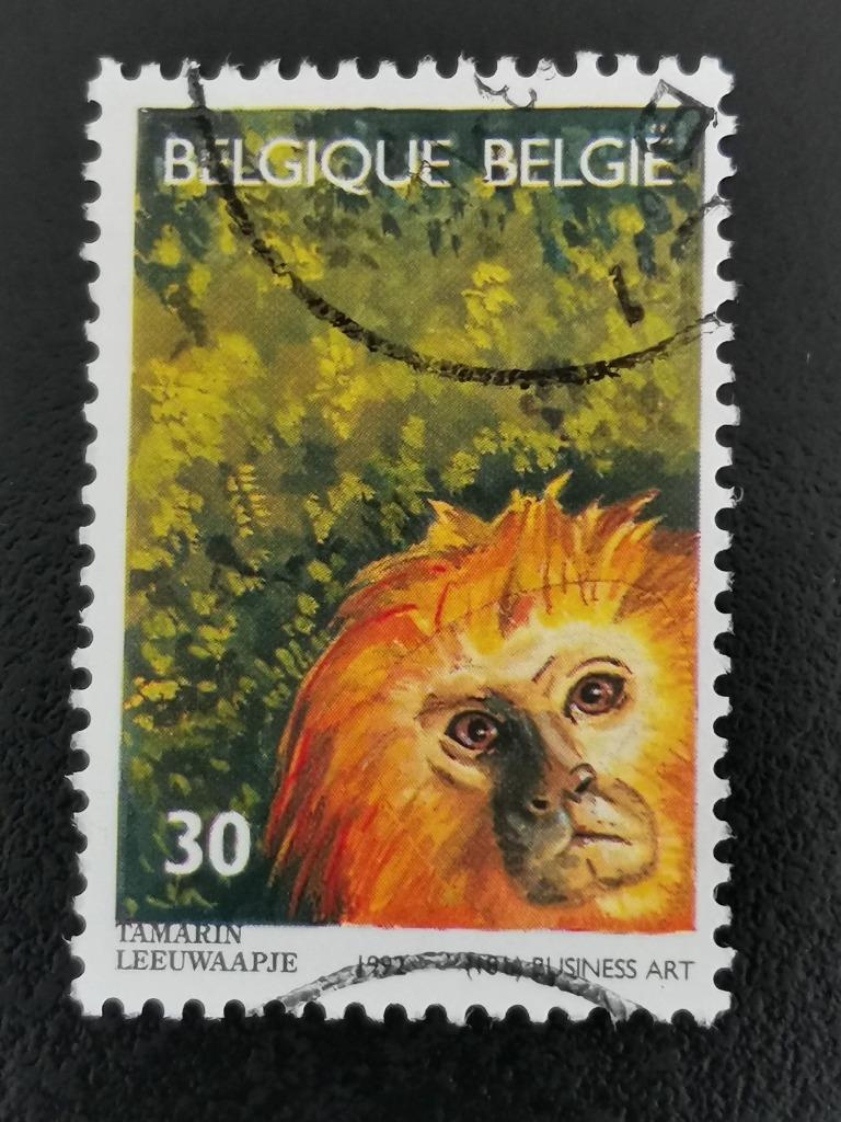 Belgique 1992 - Zoo d'Anvers - Singe-lion à tête d''or, Timbres & Monnaies, Enlèvement ou Envoi, Affranchi