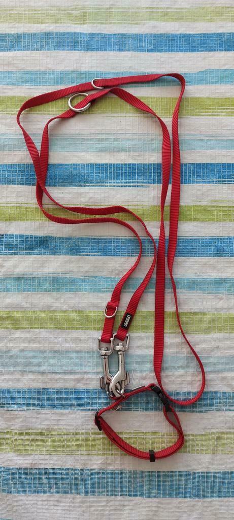 LEI - EN HALSBAND VOOR KLEINE HONDEN, Enlèvement