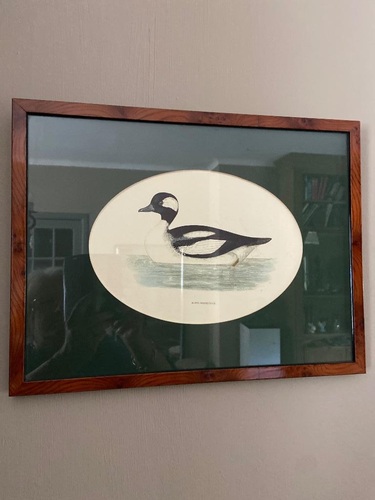 Mooie kader met eend, Huis en Inrichting, Ophalen