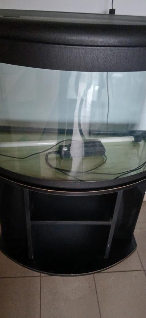 Aquarium, Enlèvement