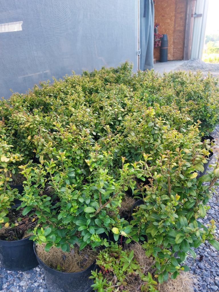 Substitut de houx de Chine / buis Ilex crenata 'Caroline Upr, Enlèvement, Houx, Haie, Moins de 100 cm