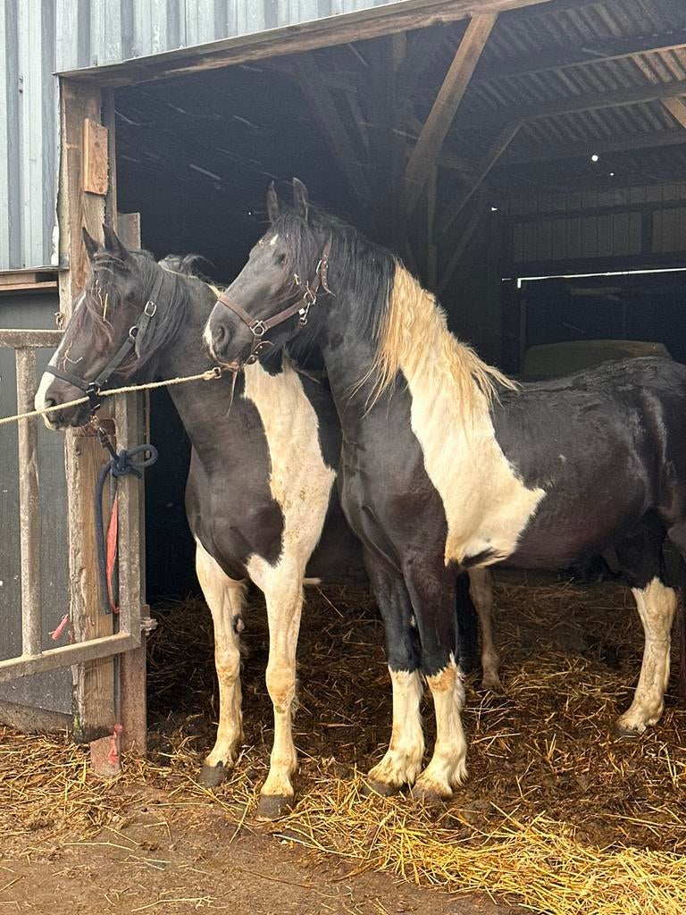 Koppel pinto fries te koop, Dieren en Toebehoren, Meerdere dieren, Gechipt