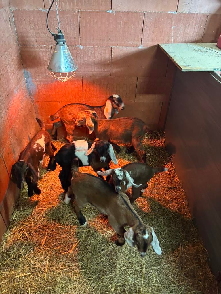 Lammen tekoop, Plusieurs animaux, Chèvre, 0 à 2 ans