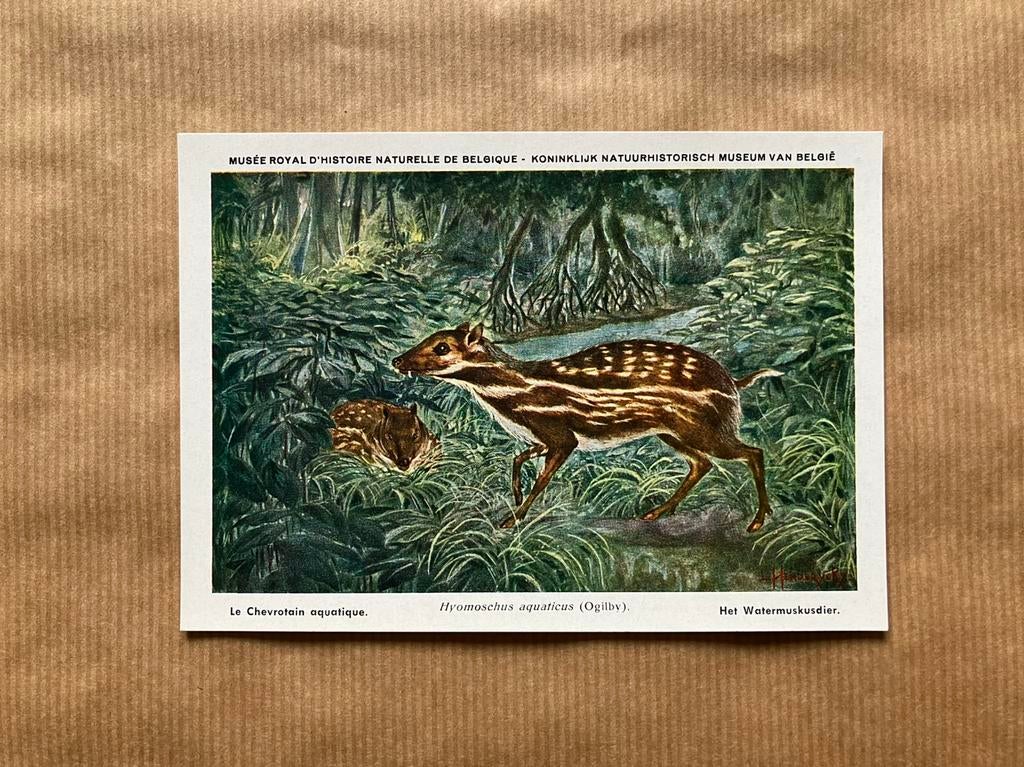 Beschermde Zoogdieren In Belgisch Congo - Reeks 4 (onvoll.), Ophalen of Verzenden, Ongelopen, Wild dier