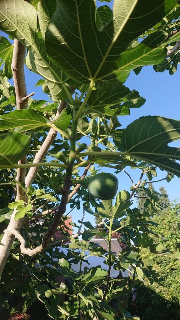Vijgenbomen te koop, groot formaat, Tuin en Terras, Planten | Bomen, Zomer, Ophalen