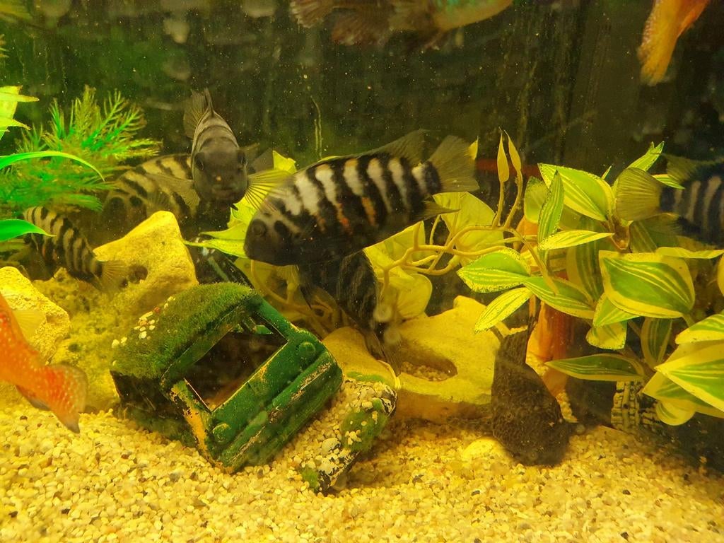 Convict zebra cichliden volwassen, Dieren en Toebehoren, Vissen | Aquariumvissen